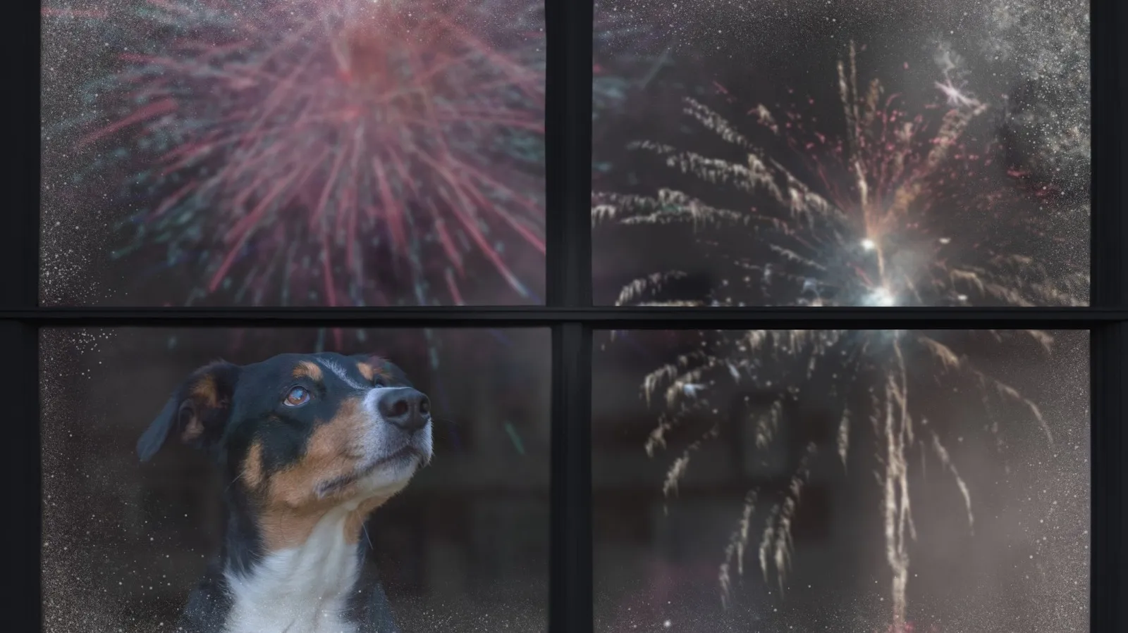 vuurwerk en huisdieren