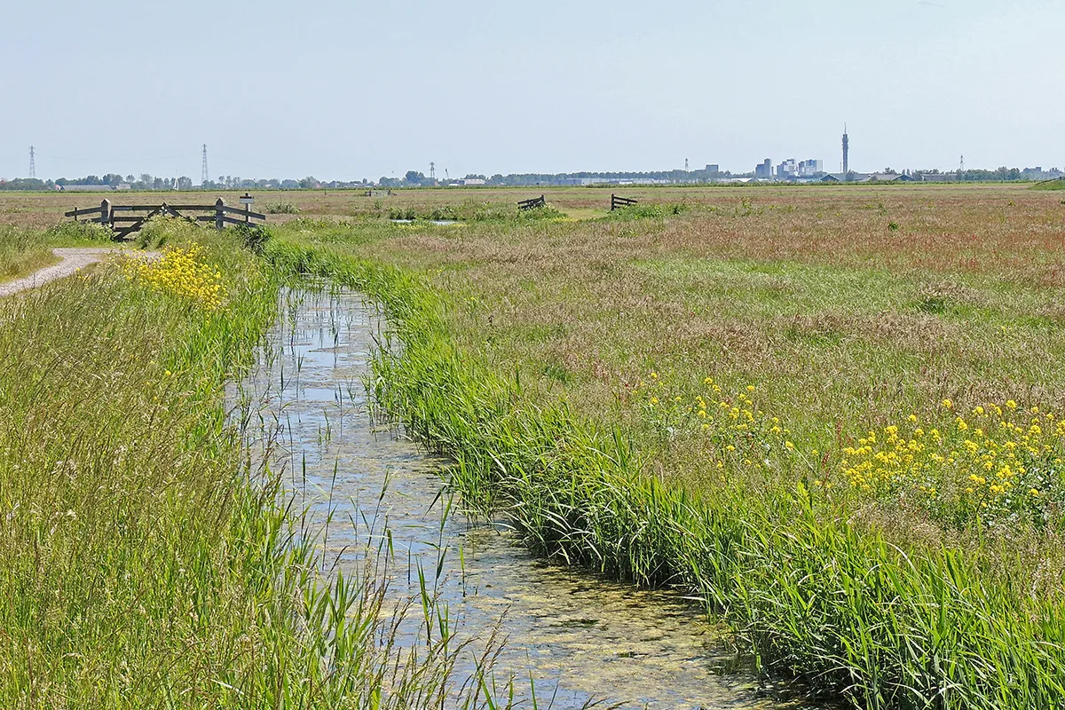 2015 hempolder 12 juni henk van bruggen