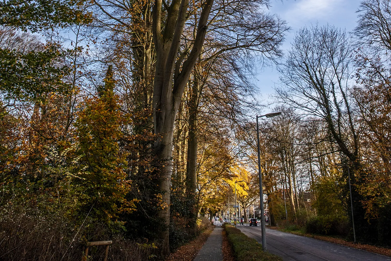 3z1a6011 alkmaarder hout wim meijer fotografie