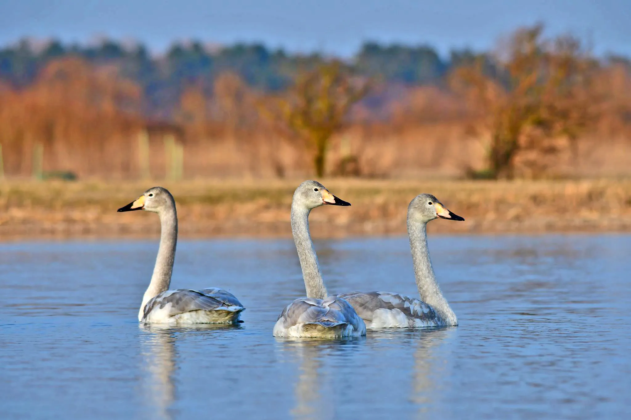 79415126 632191587315072 3107532220181512192 n