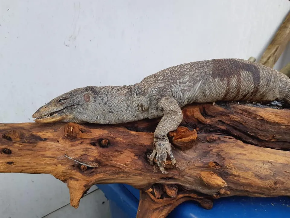 86376266 3065068530211854 8295864387470622720 n