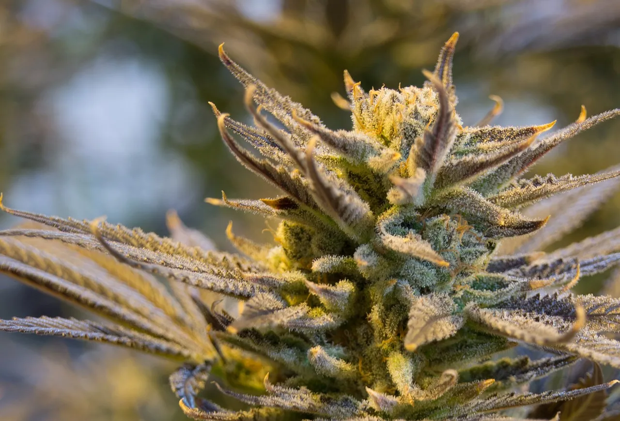 cannabis 2152602 1280