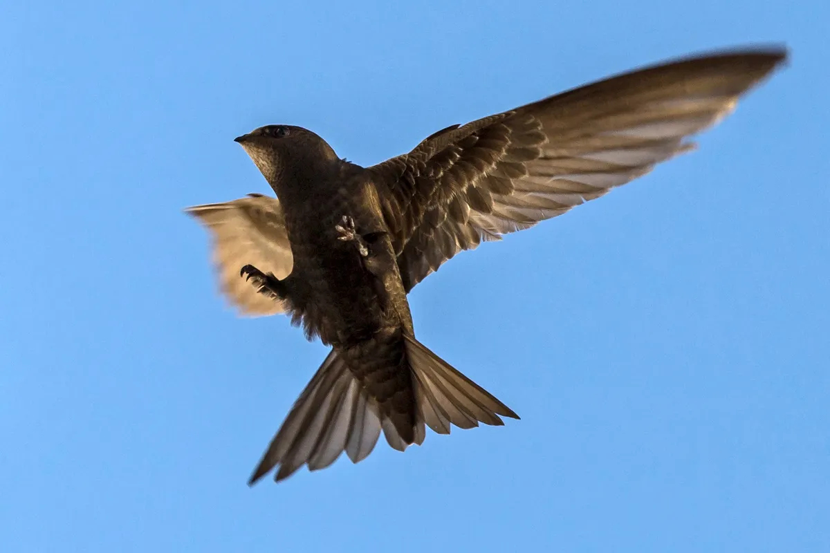 common swift apus apus alexeysokolov1971 wiki