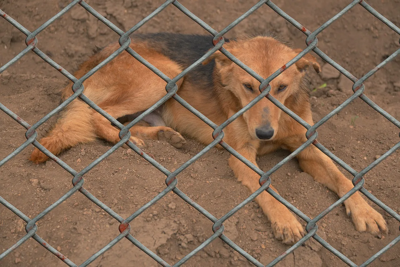 dog 509103 1280