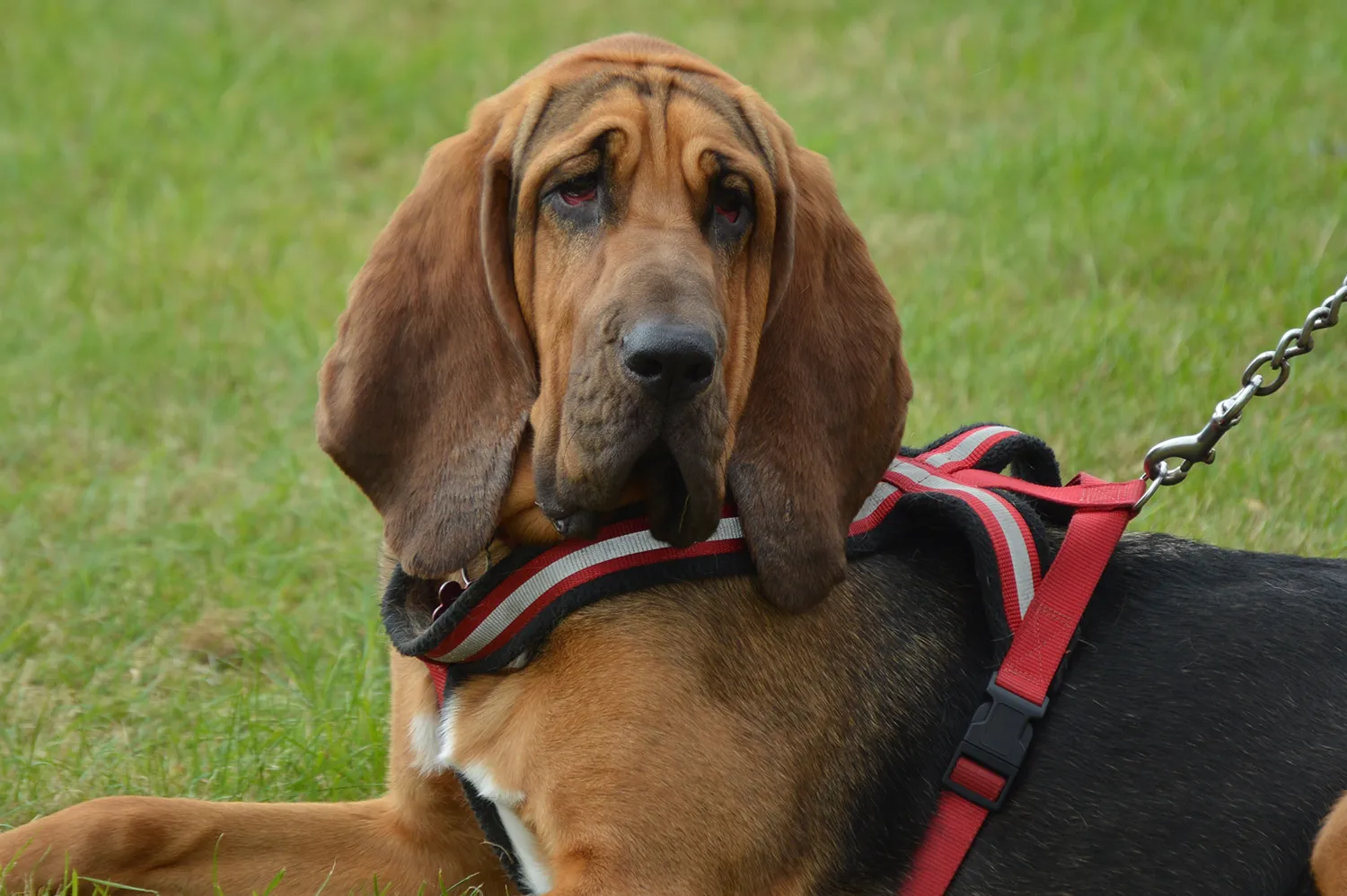 dog pet mammal hound vertebrate hunt 549413 pxherecom