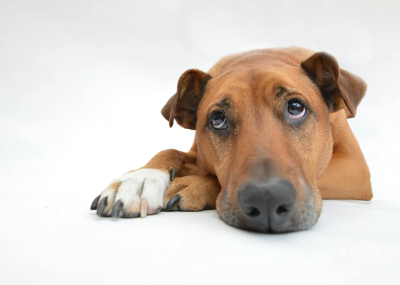 dogs 2195708 1280