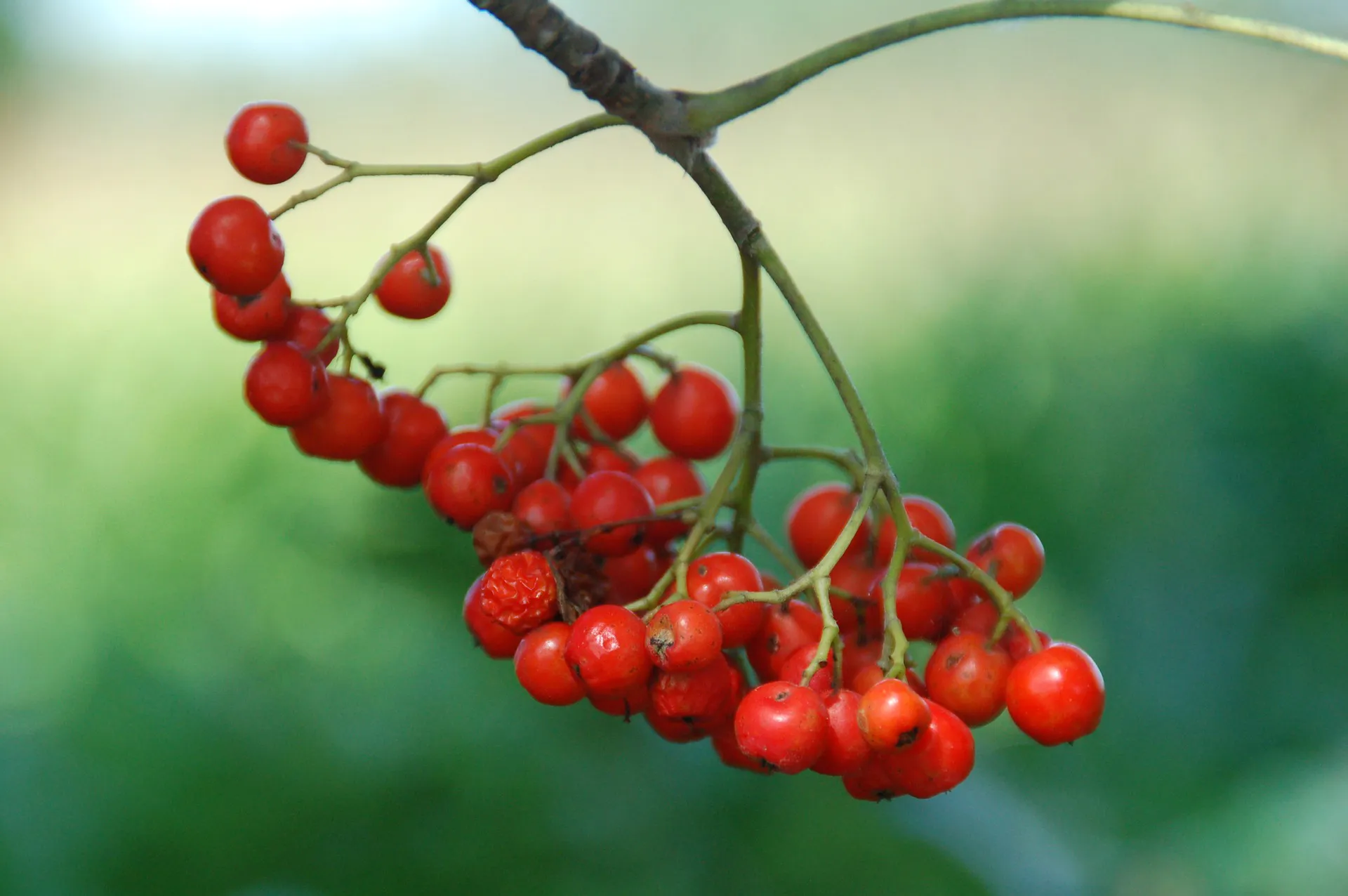 fruit 3266917 1920