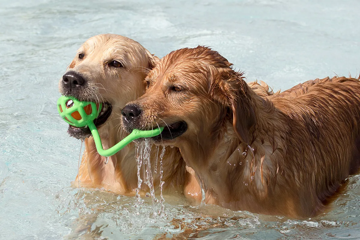 hondenzwemmen in zwembad hoornse vaart alkmaar