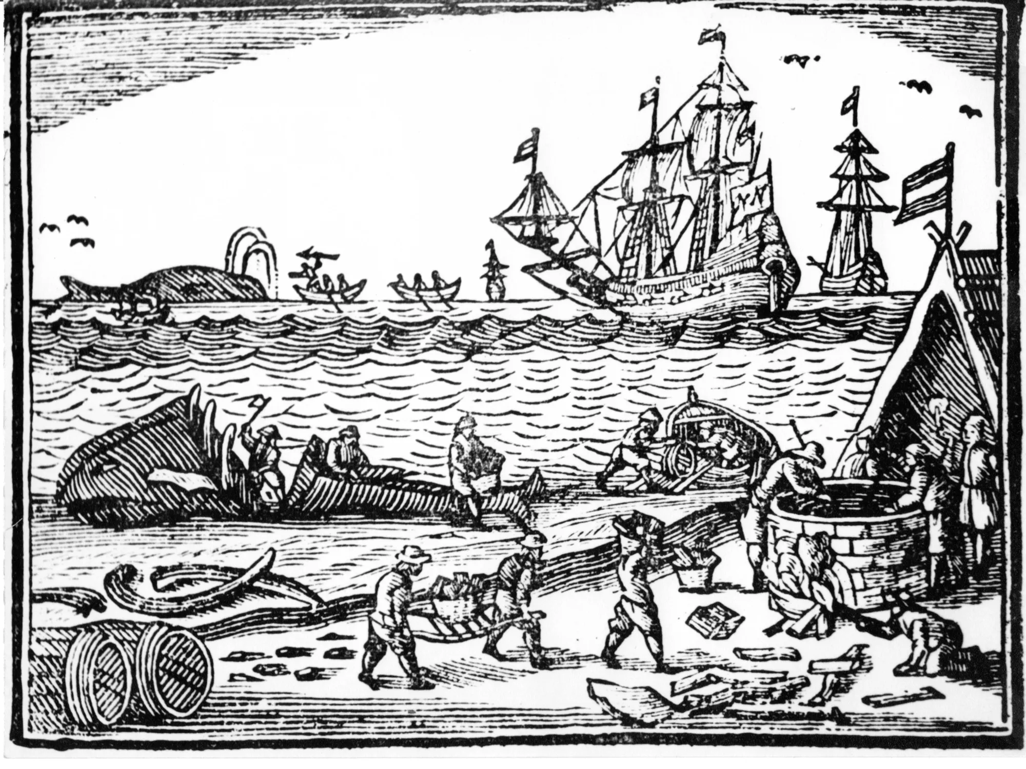 houtsnede walvis