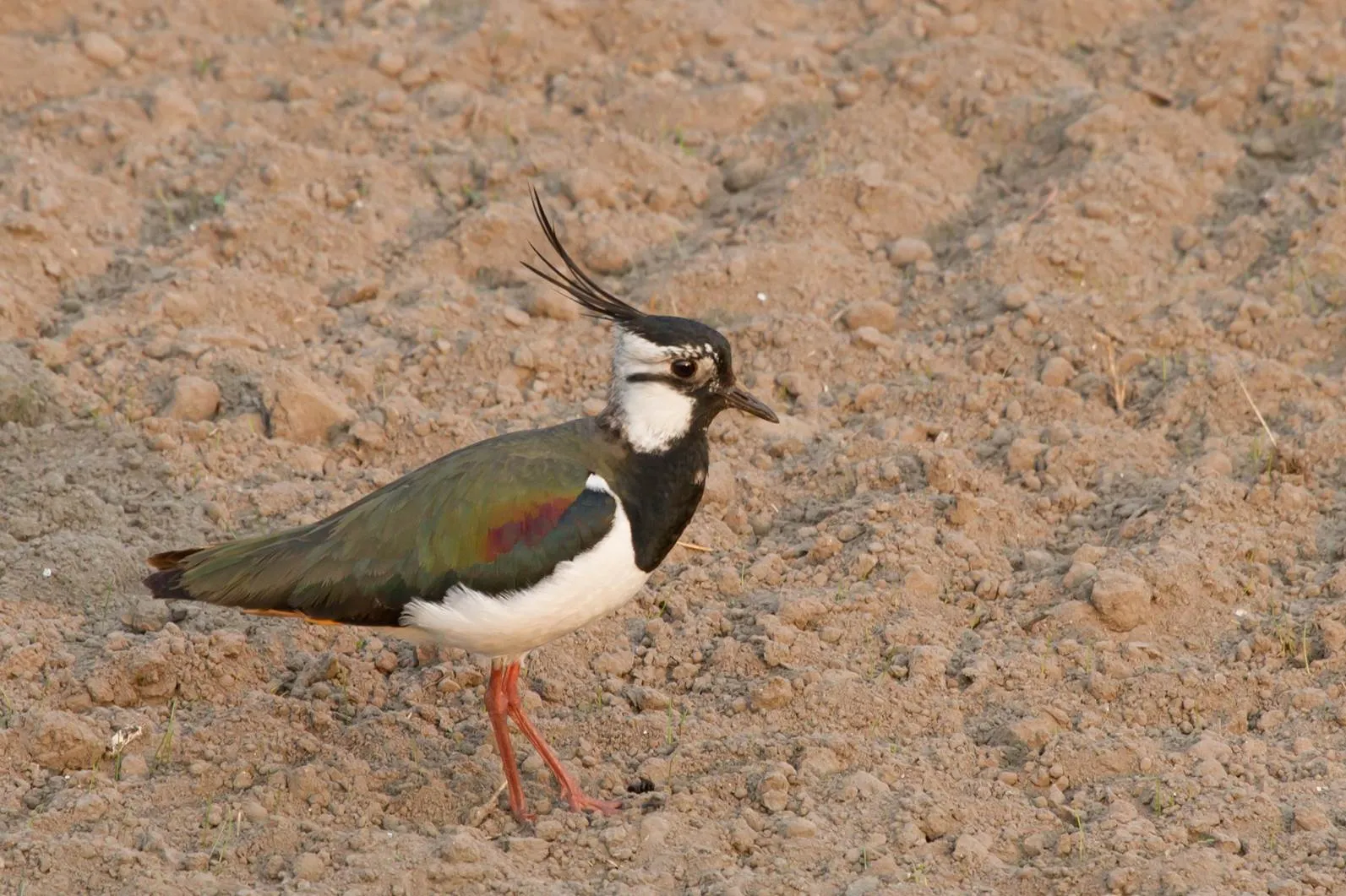 image003 1