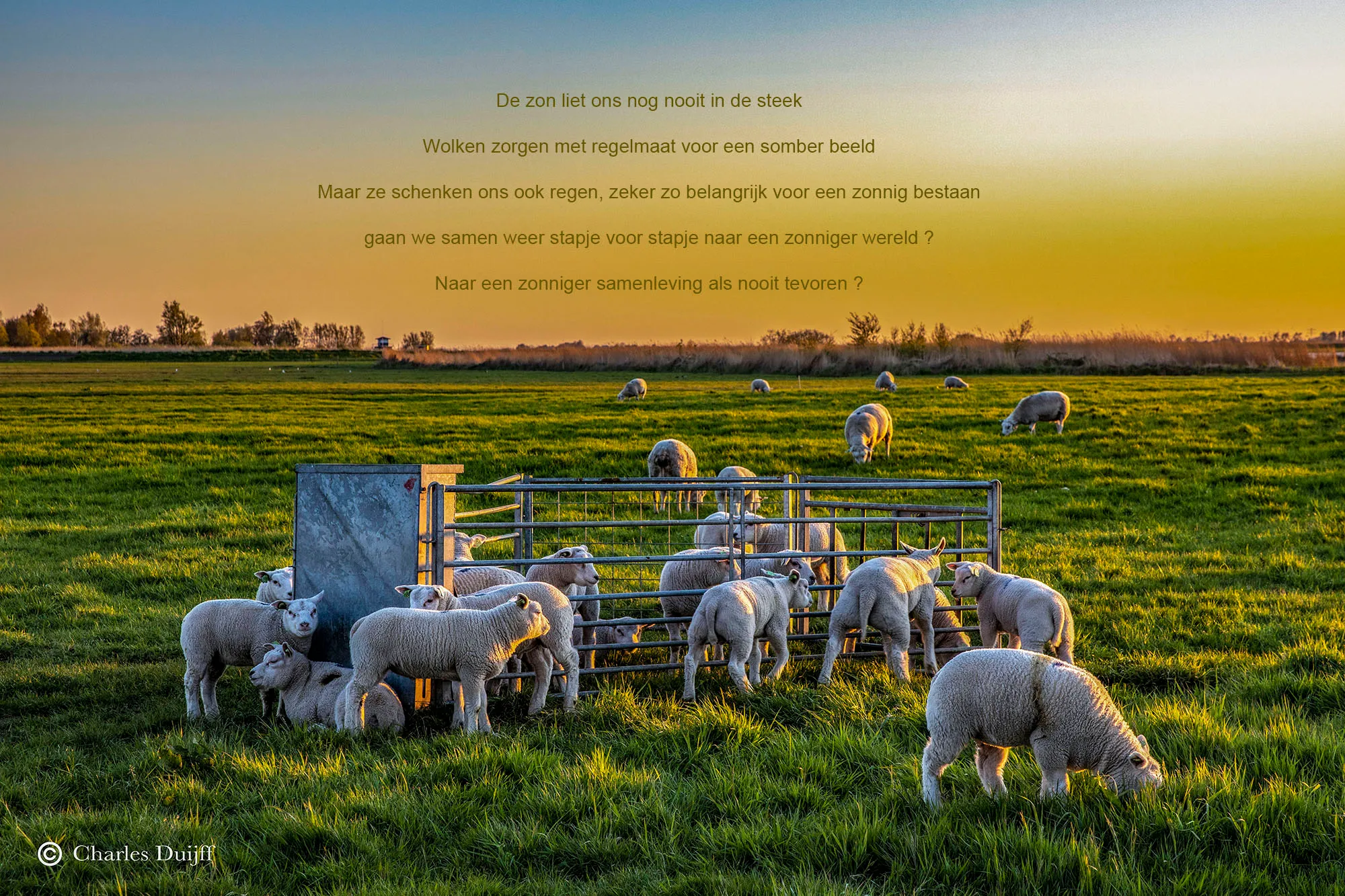 lammeren zonsopkomst tekst