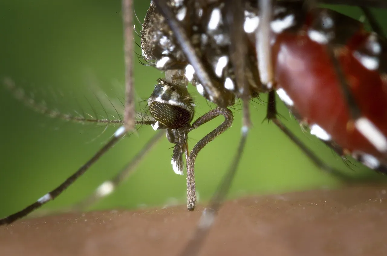 mosquito 1301764 1280
