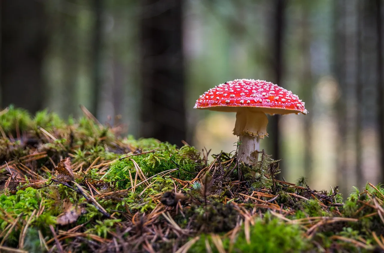 mushroom 3051519 1280