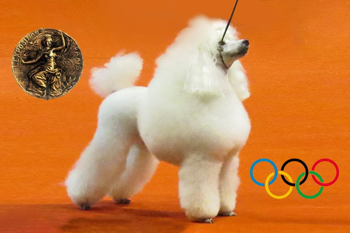 olympische poedel
