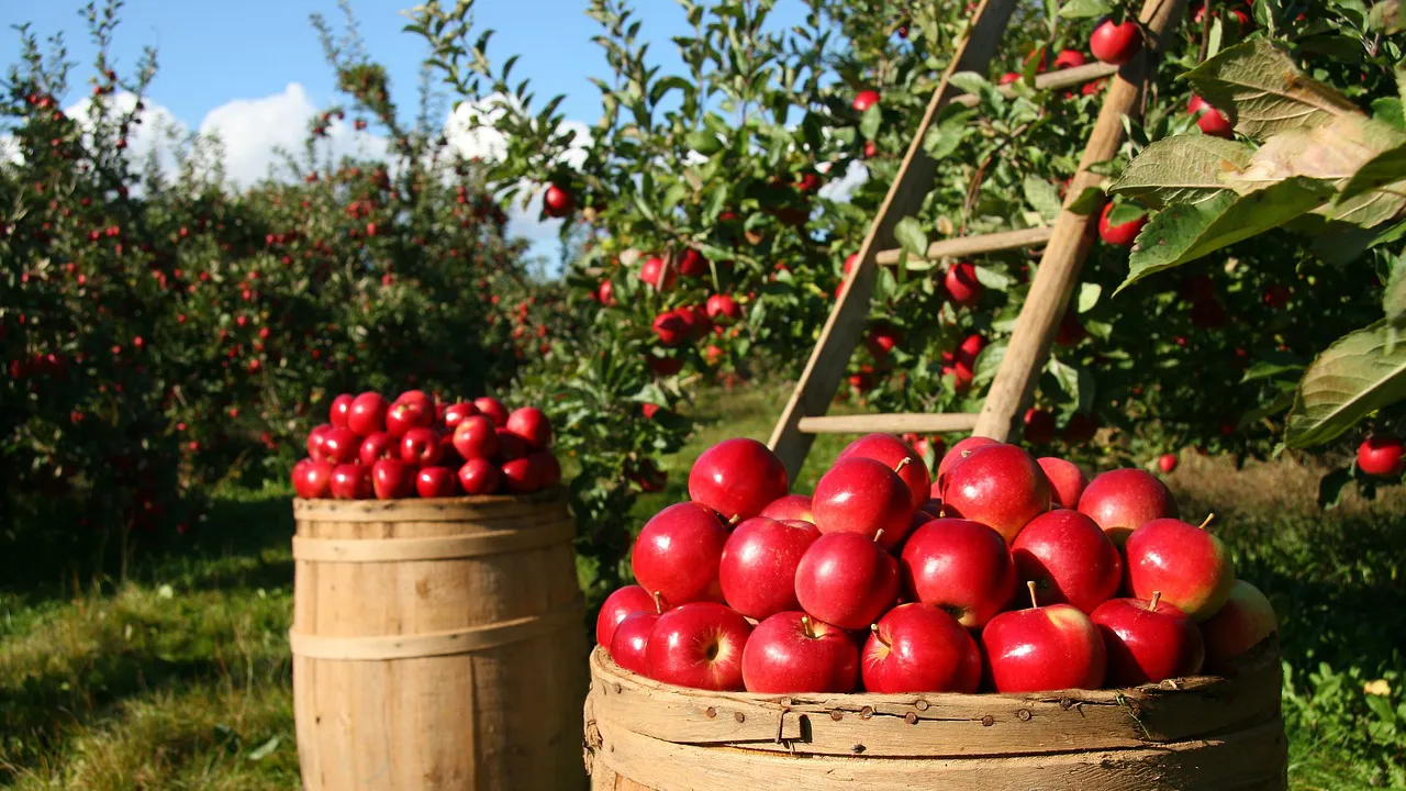 orchard 1872997 1280 pixabay