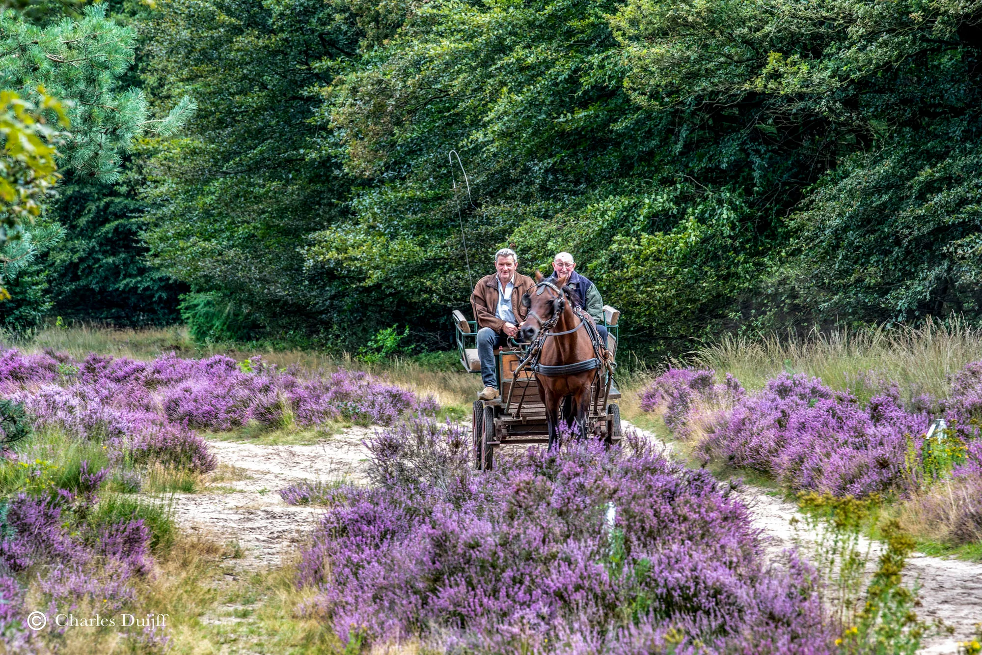 paard en wagen2