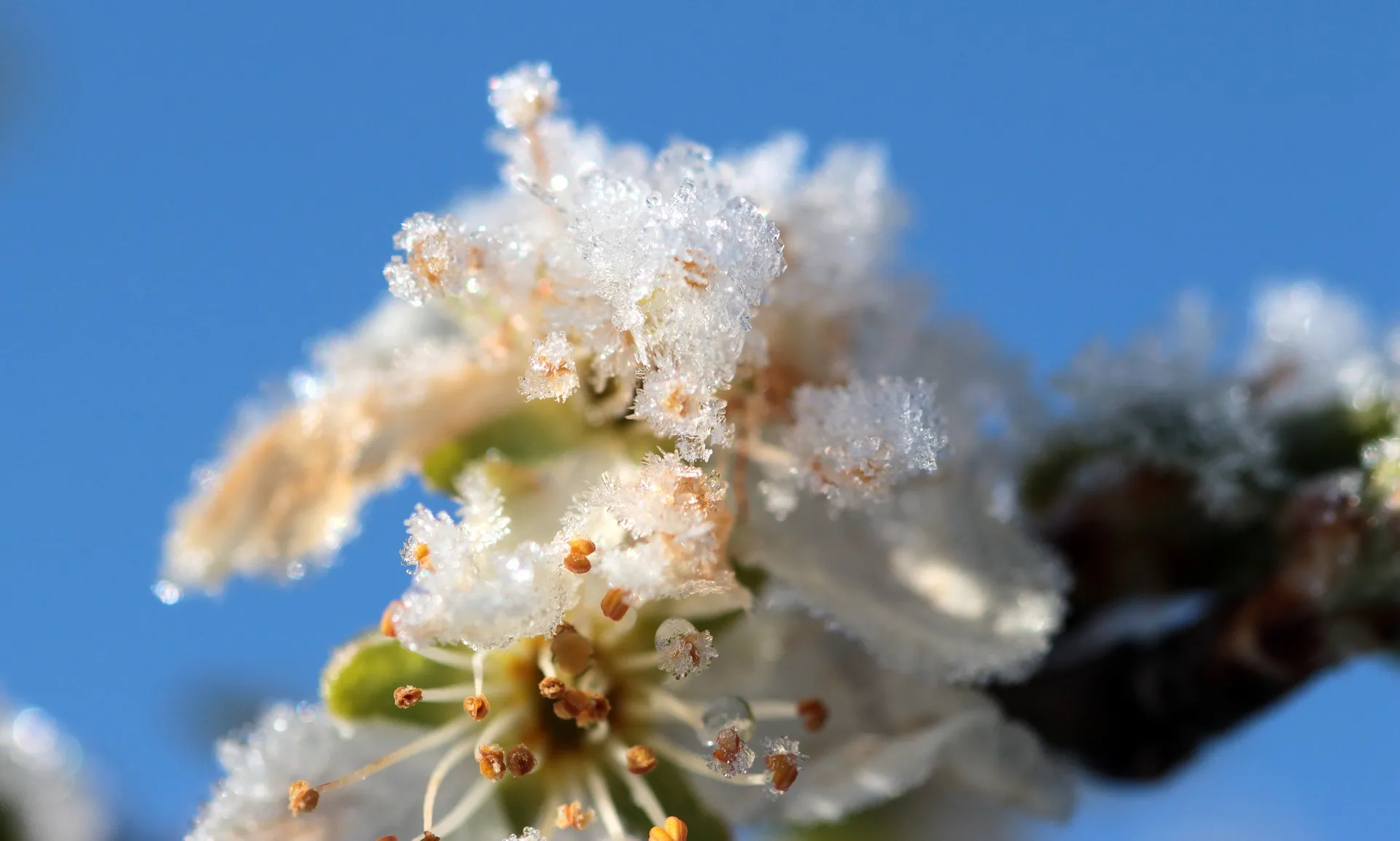 plum tree 1358287 1920