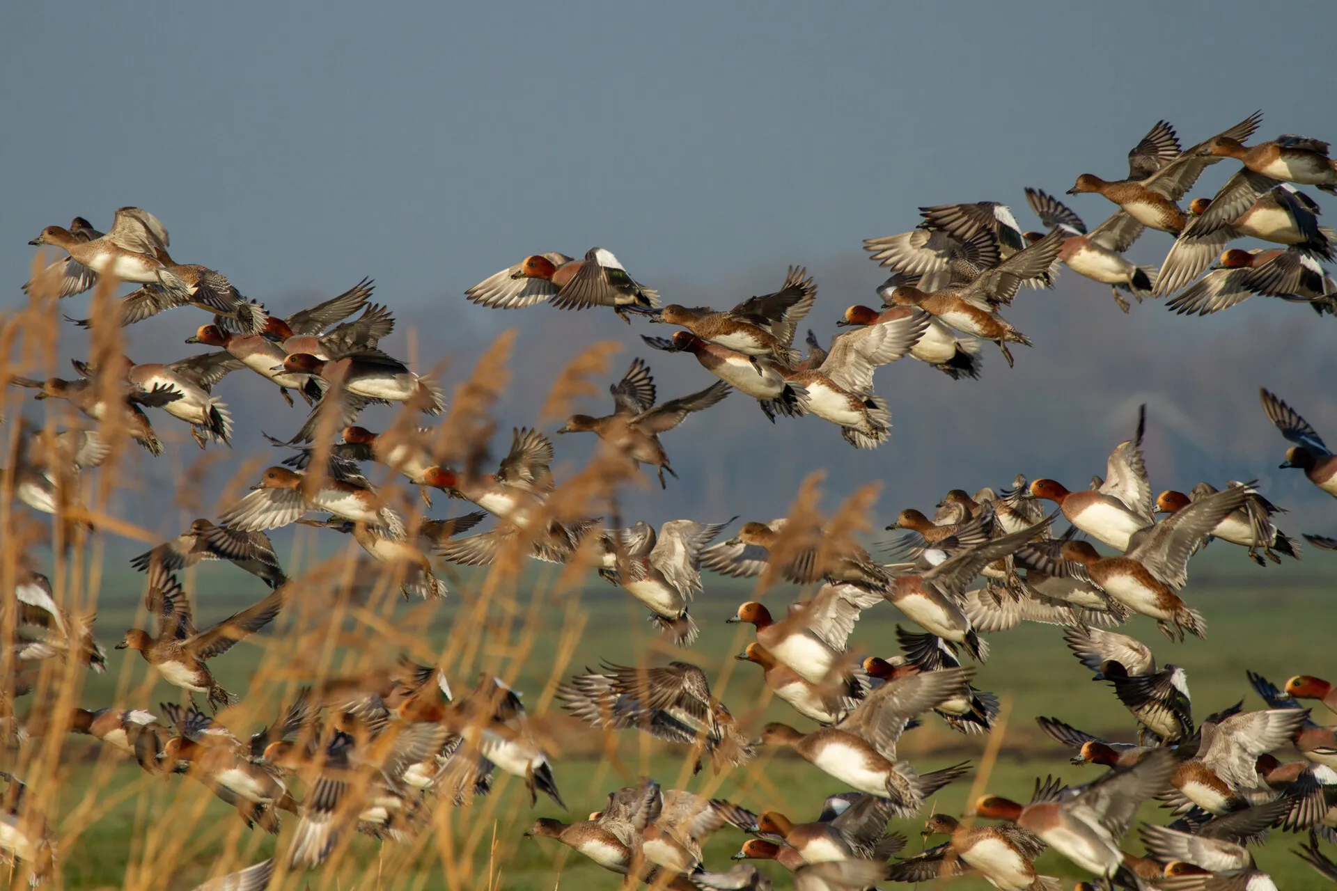 smient dennis schaefer