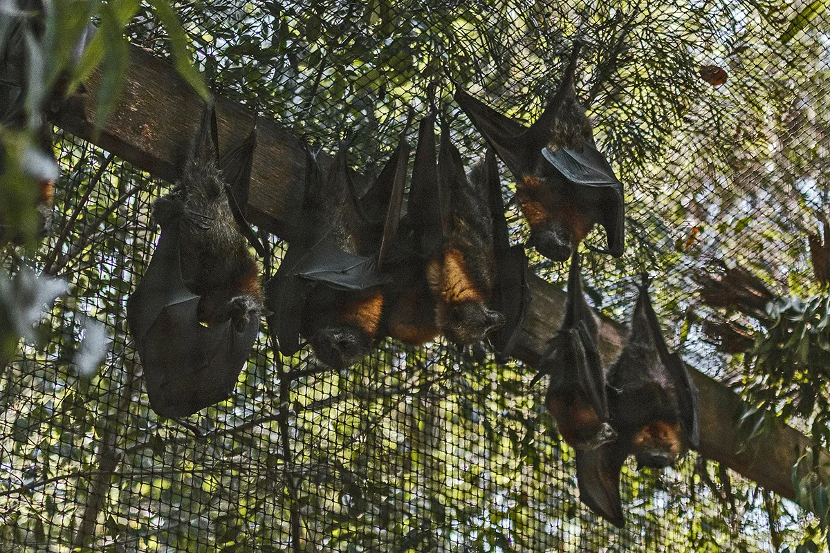 steven pahel nazgymfox74 unsplash