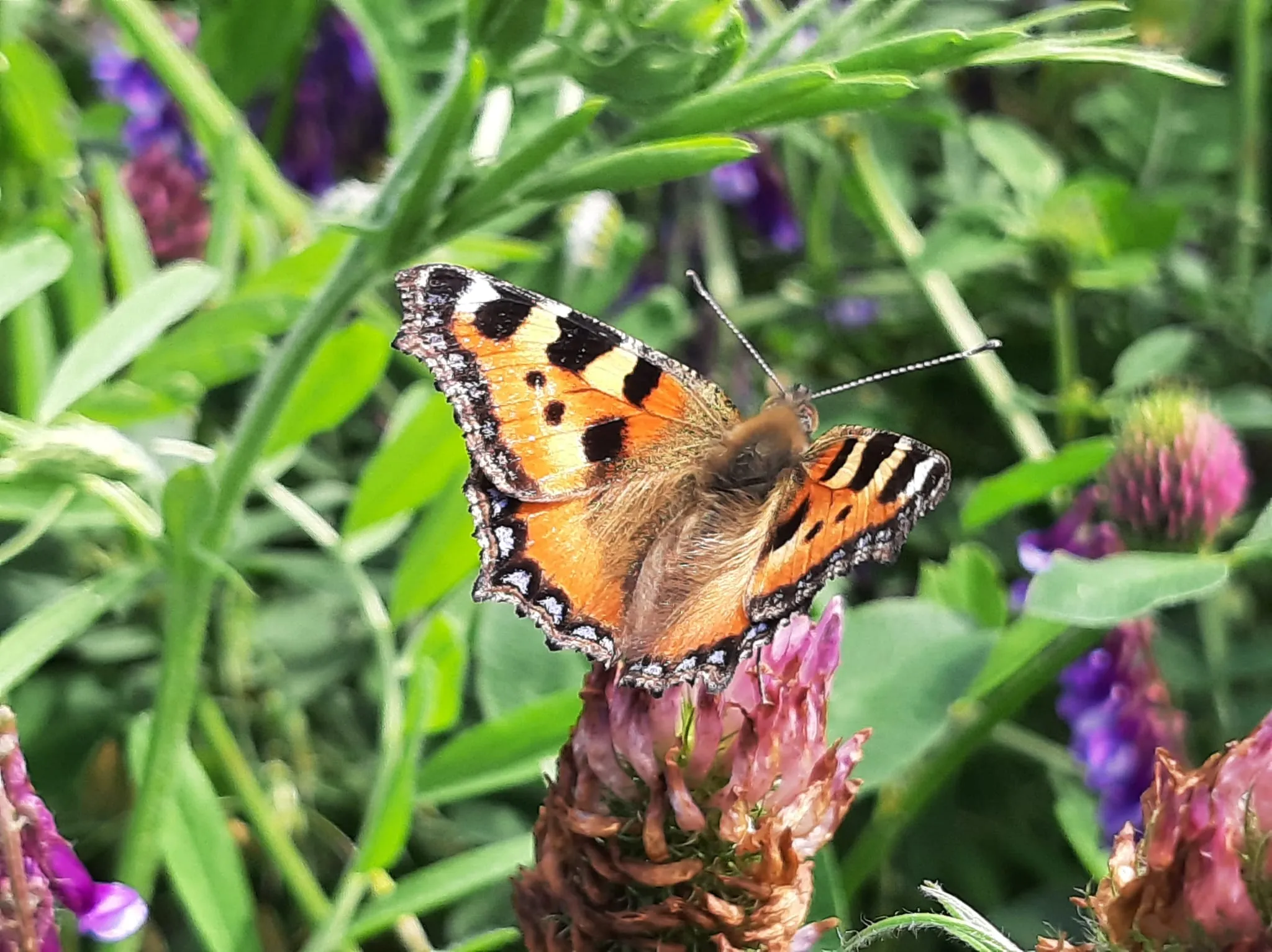 vlinder