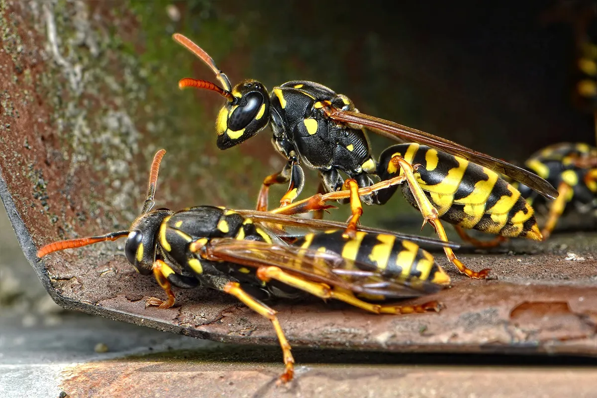 wasps 711689 1920 pixabay