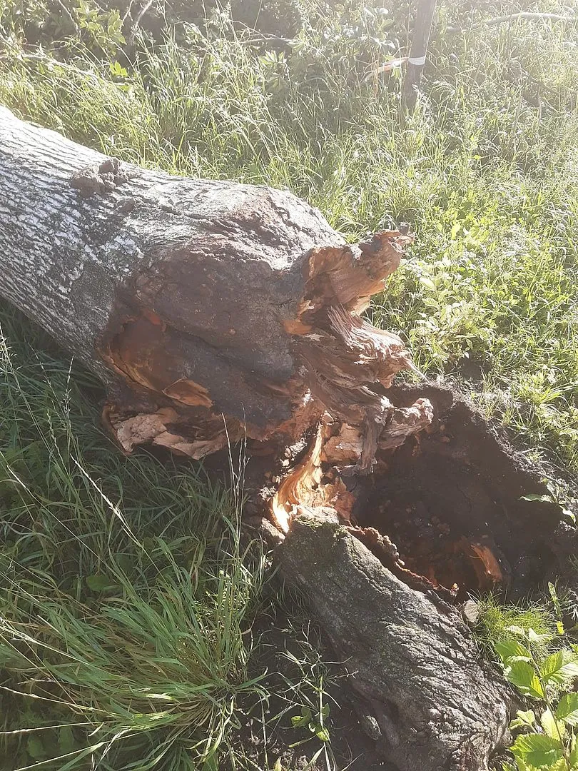 afgebroken iep gem almere