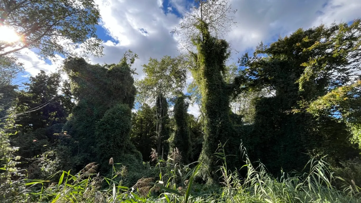 natuurwerkdag bosrank bestrijden natuurwerkdag