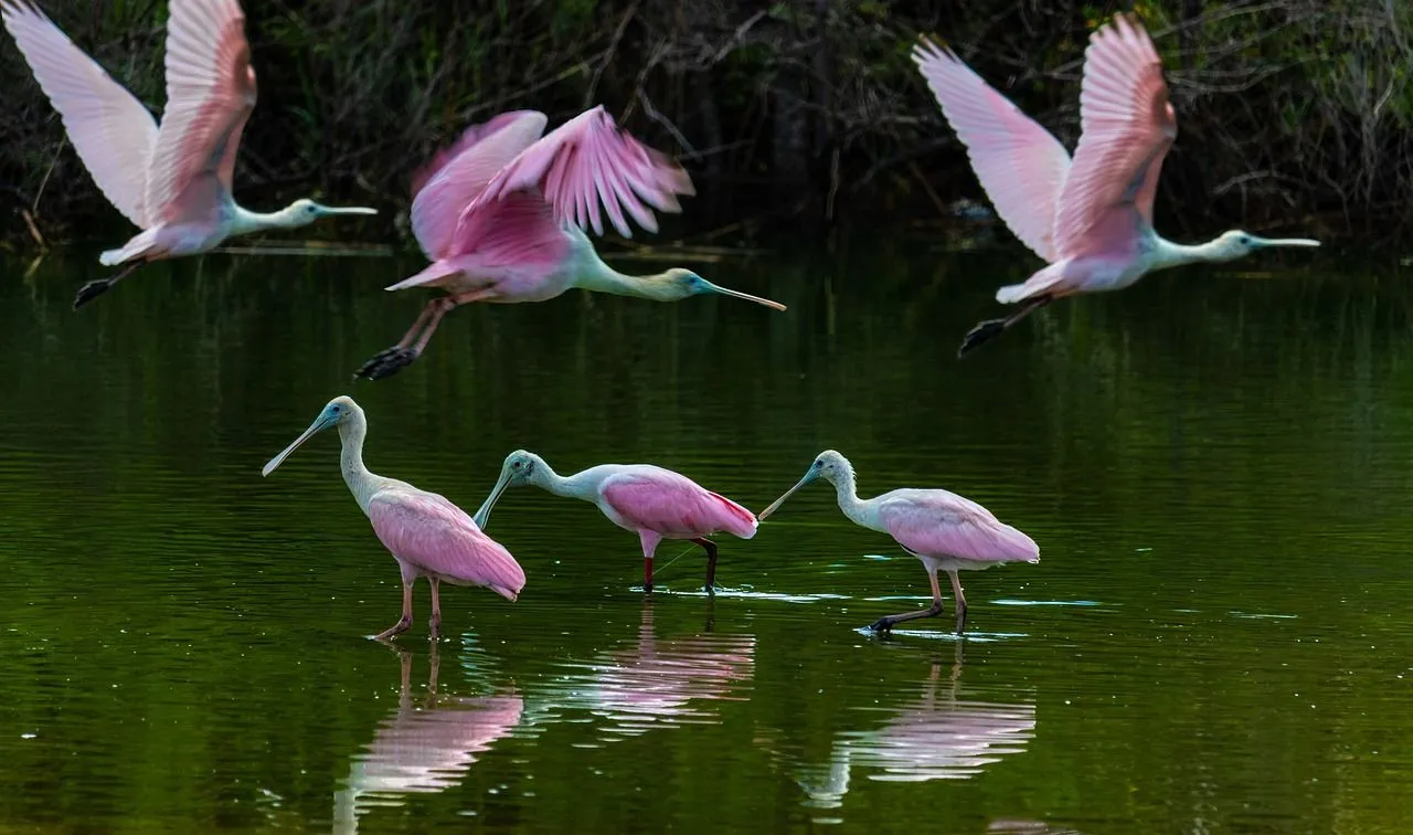 roze lepelaar thomas hoang via pixabay
