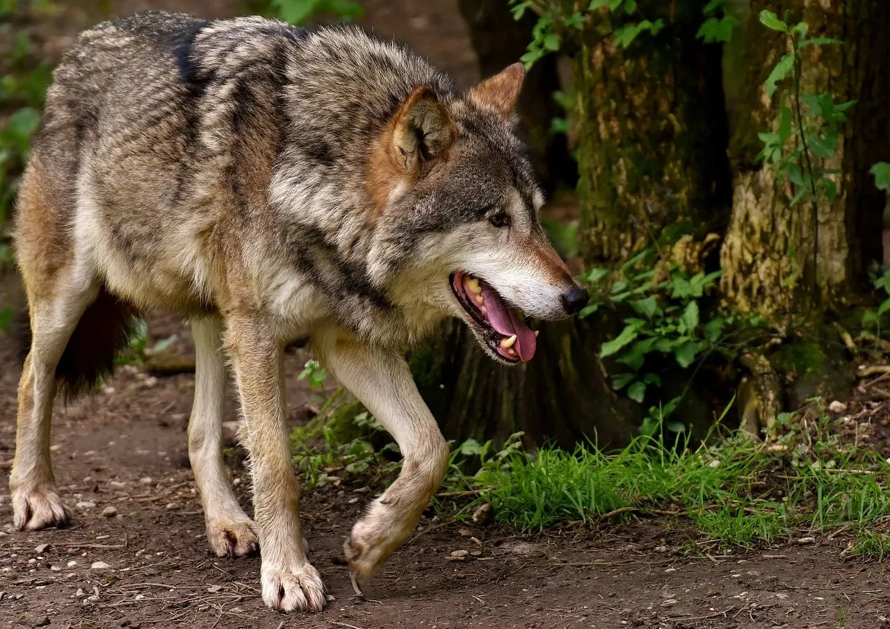 wolf alexa via pixabay