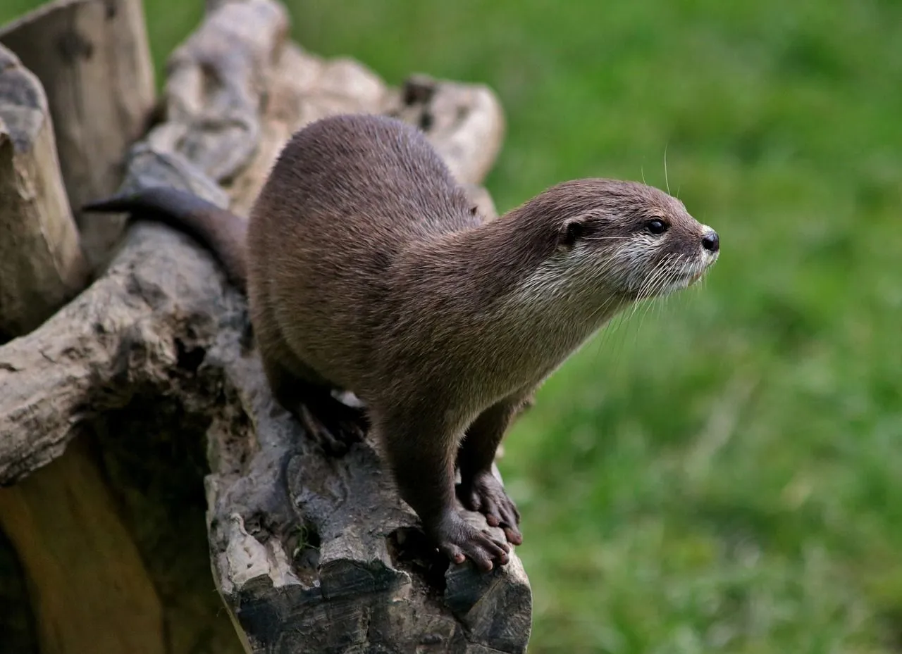 otter natuur linny via pixabay