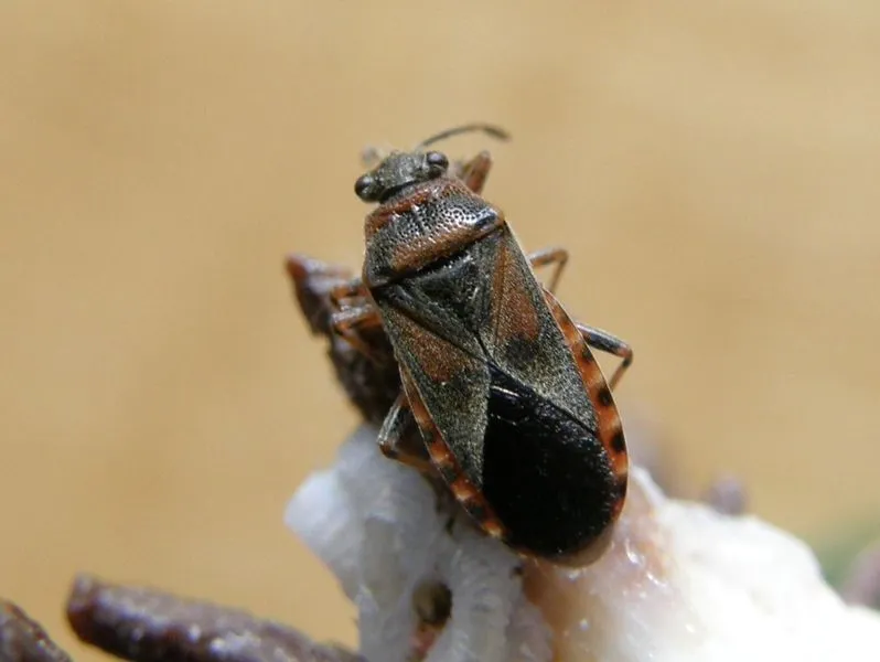 iepenridderwants arocatus melanocephalus door maite santisteban httpscommonswikimediaorg