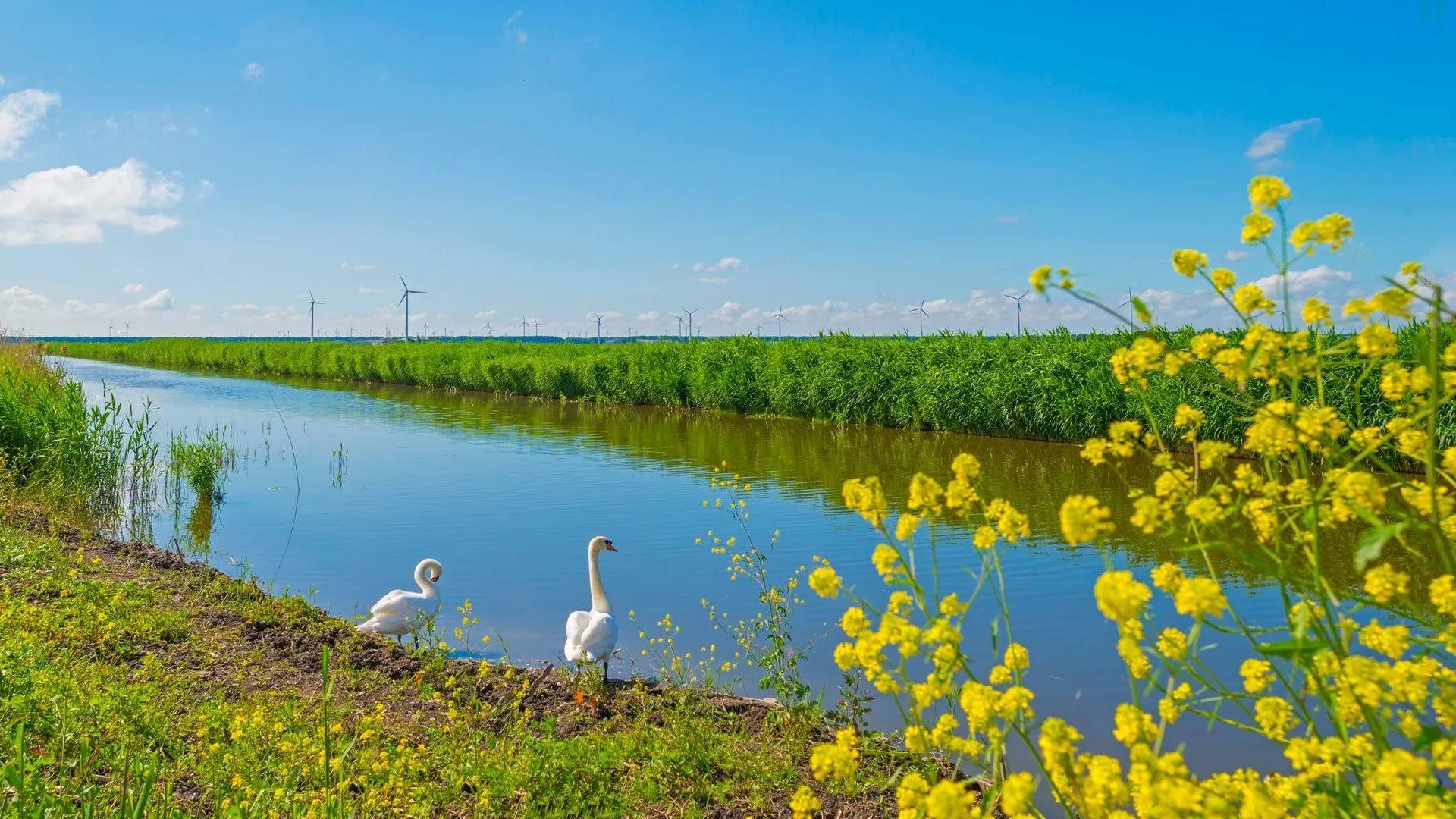 knobbelzwanen prov flevoland