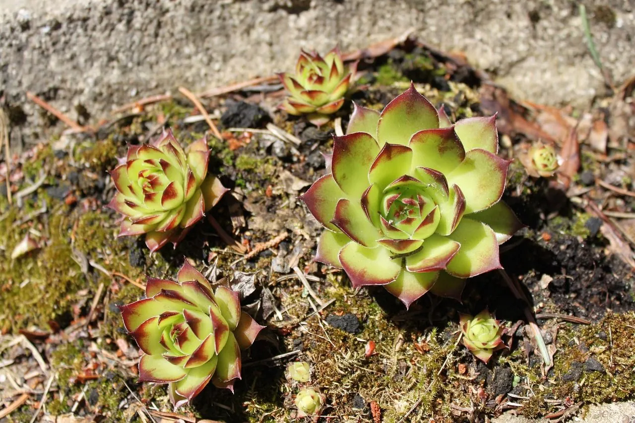 sedum conny nilsson via pixabay