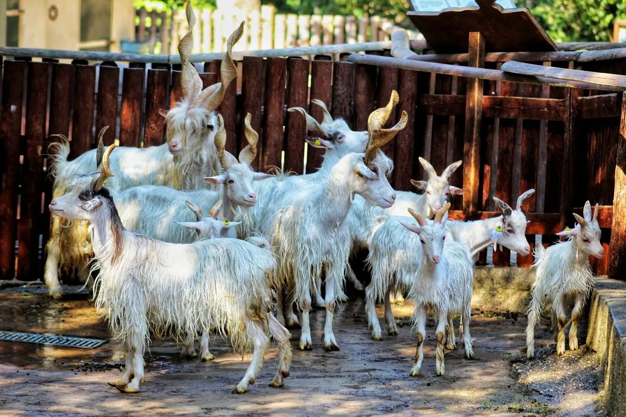 kinderboerderij mariana via pixabay