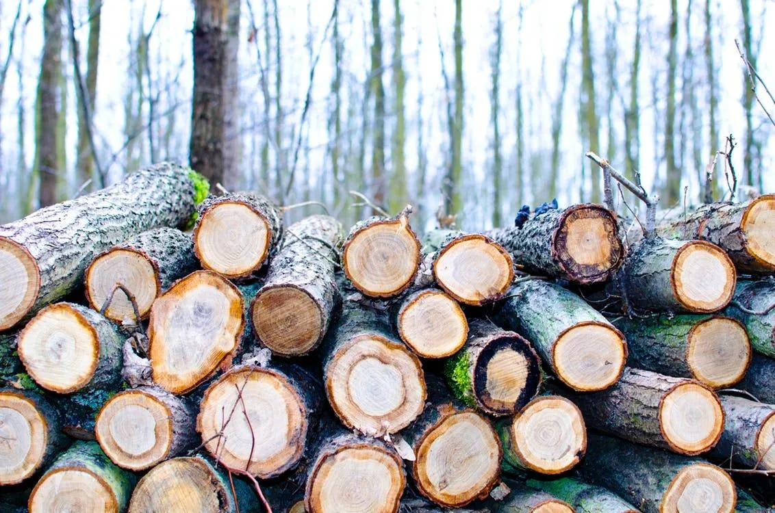 gekapte essen prov flevoland