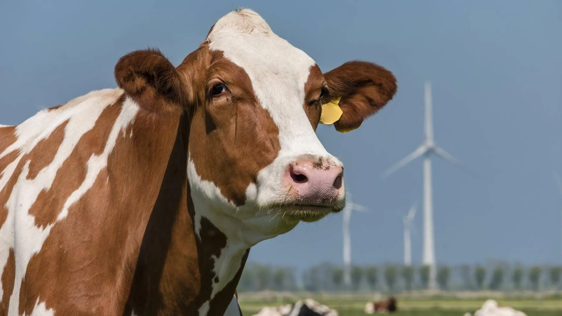 koe in het land prov flevoland