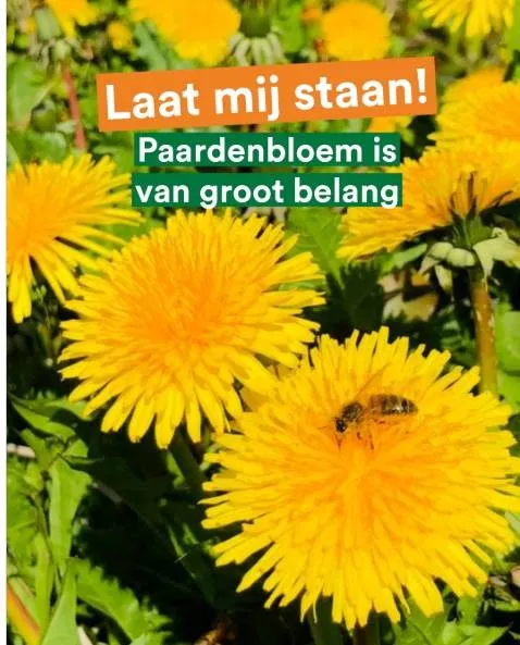 paardenbloem partij voor de dieren almere