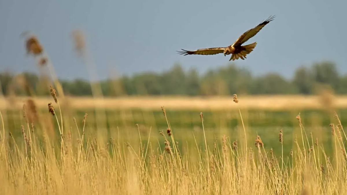 bruine kiekendief boven oostvaardersplassen staatsbosbeheer