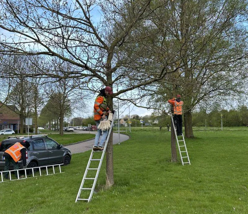 ophangen zakjes gaasvlieglarven gem almere