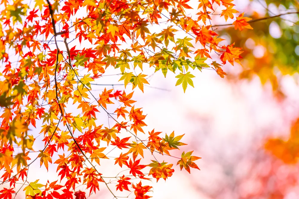 shutterstock 1930926545