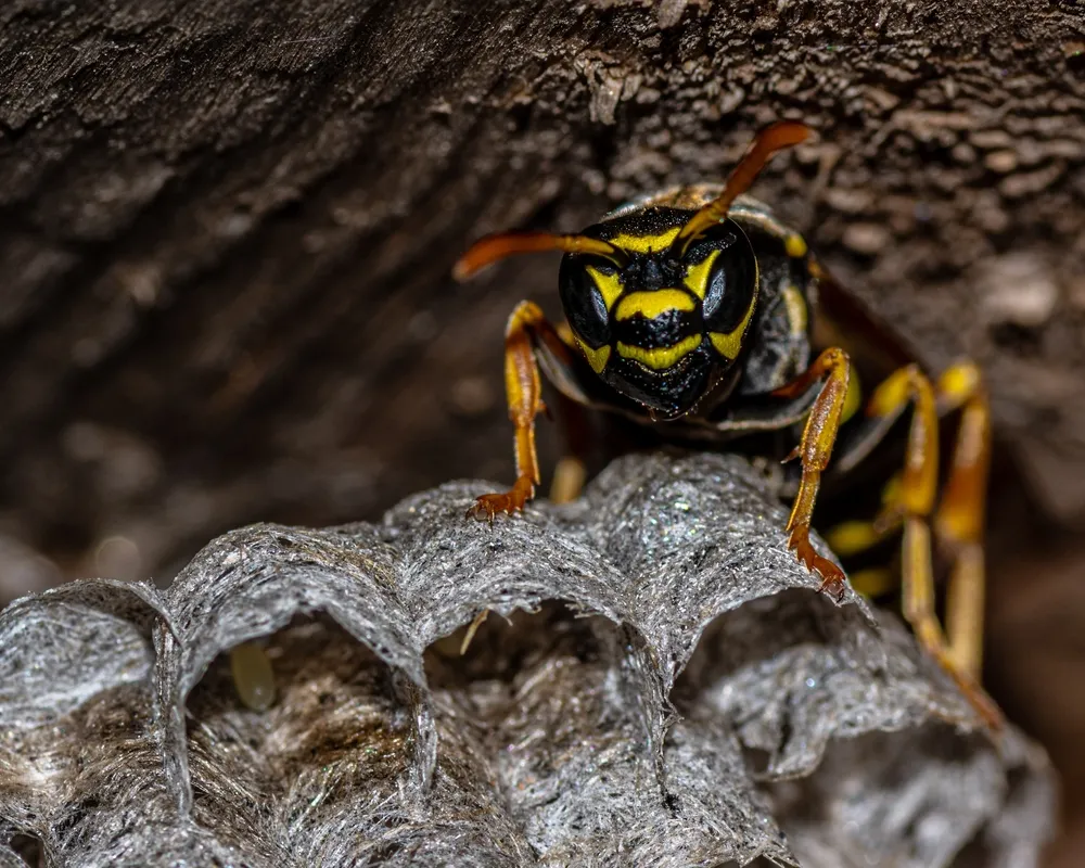 shutterstock 2142093973