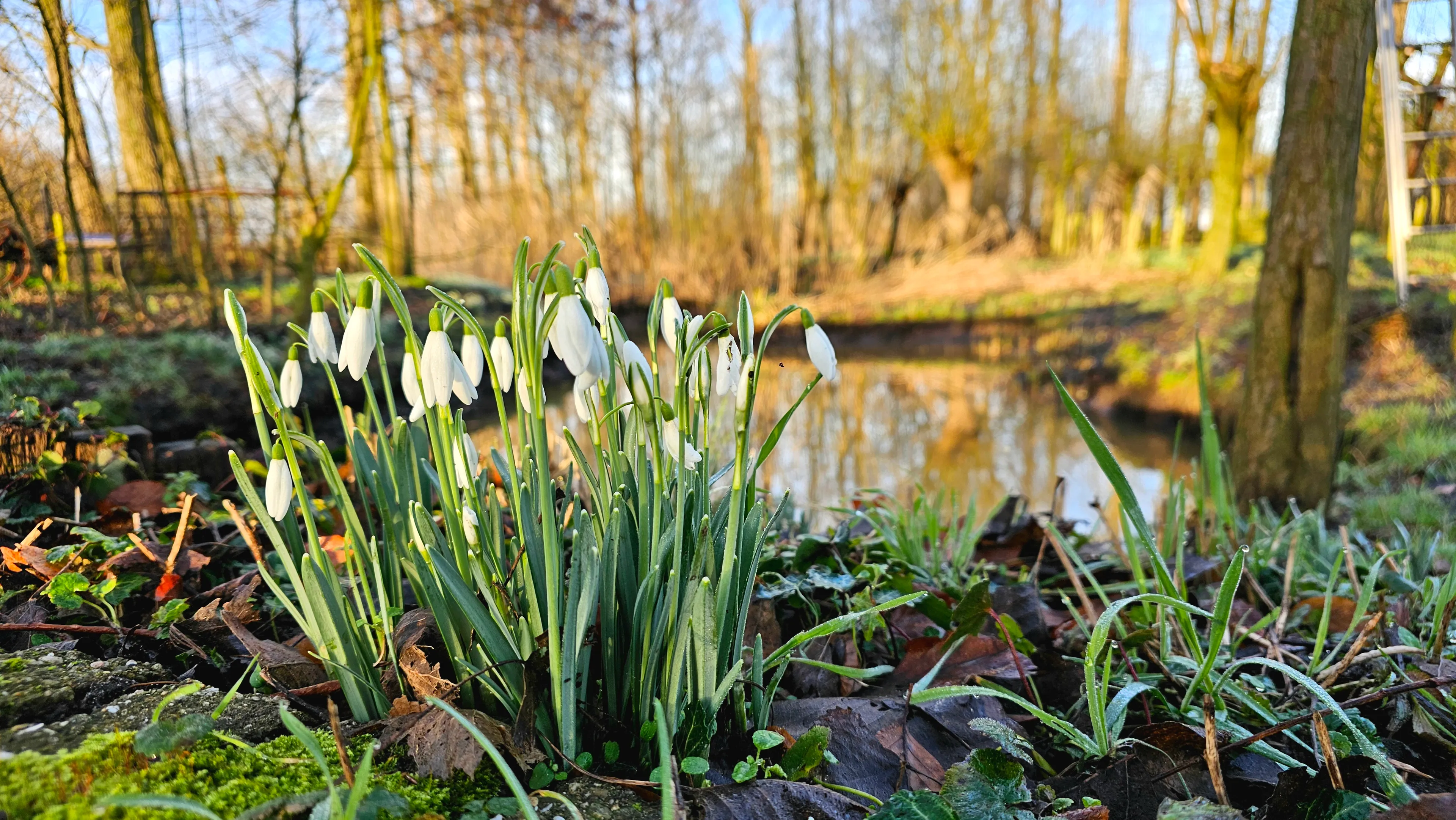 sneeuwklokjes in duyls bos