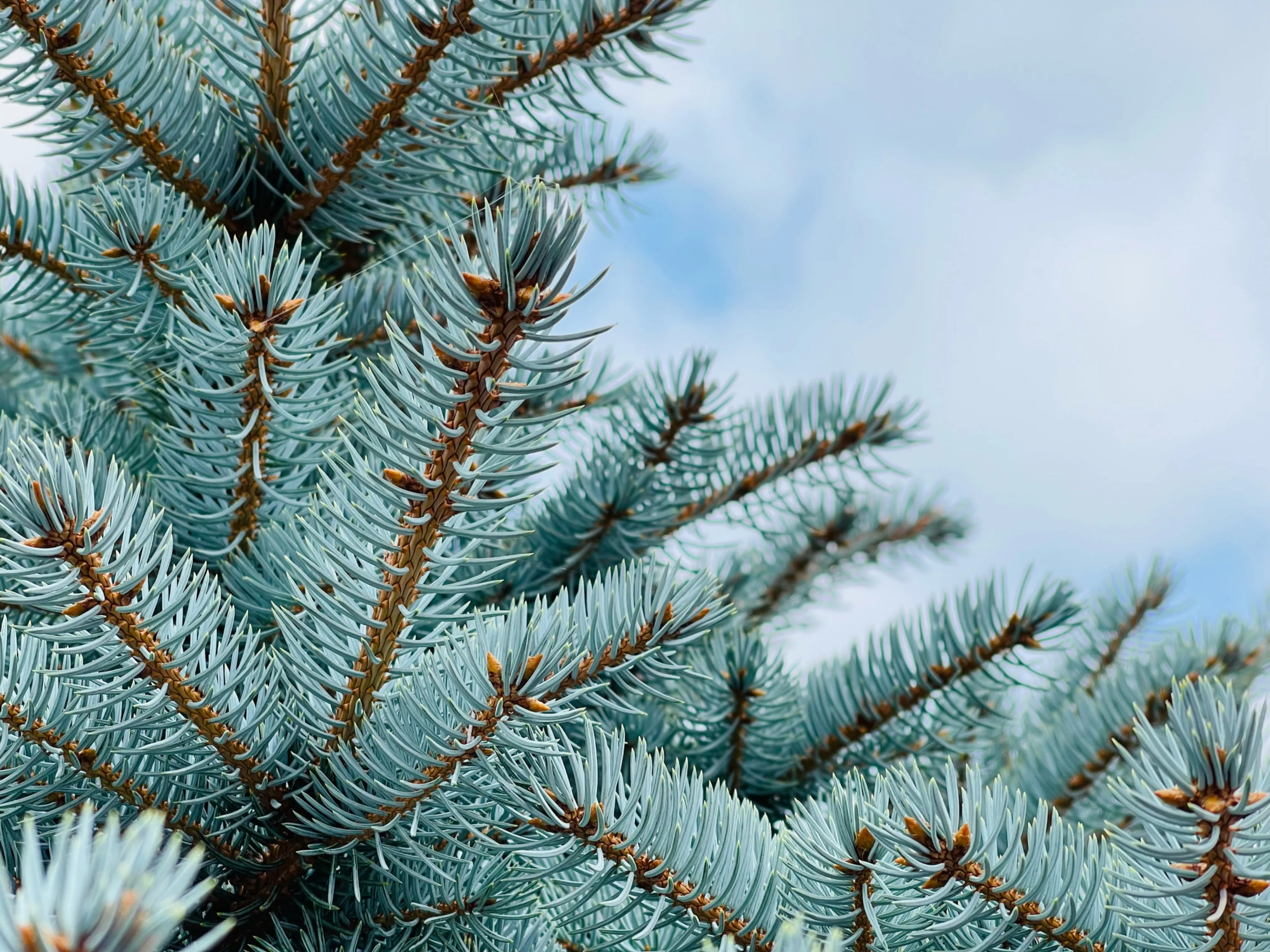 ozgu-ozden-AX5zXRI5lG0-unsplash