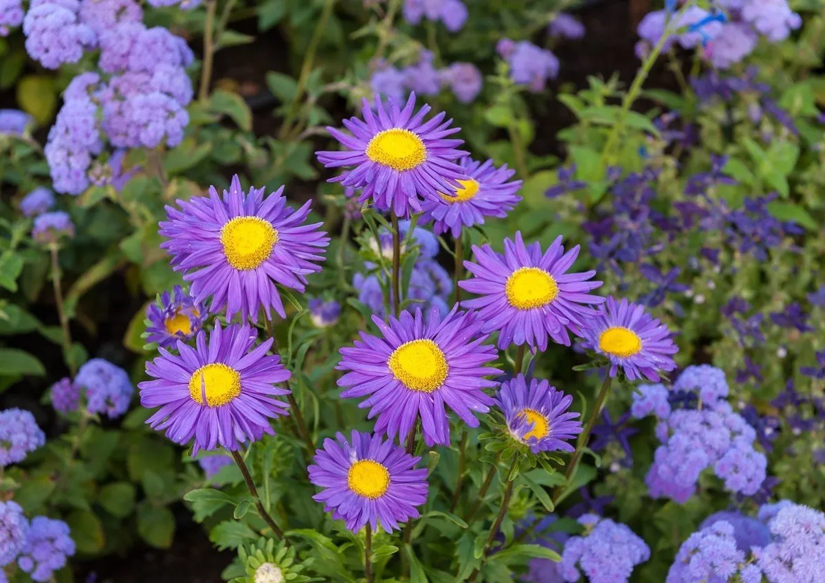 0001 ziedai 1634216980 5584c4180a7b7d88f40fa9866448319d