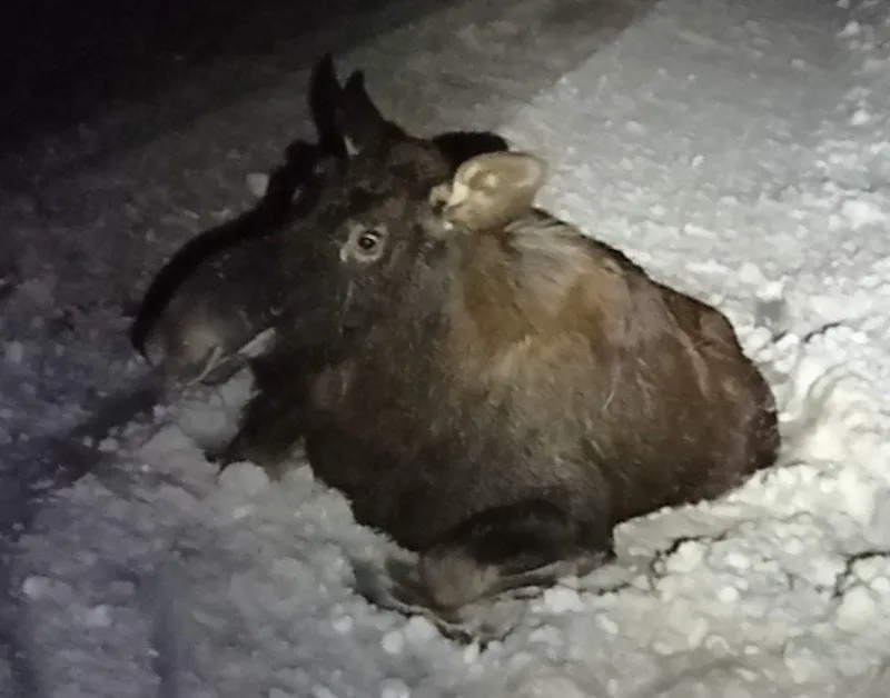 0128 briedis 53301ss