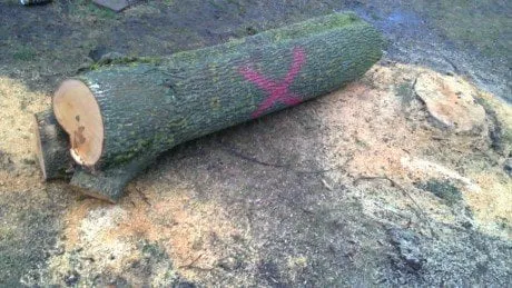 alytausgidas 201202290391