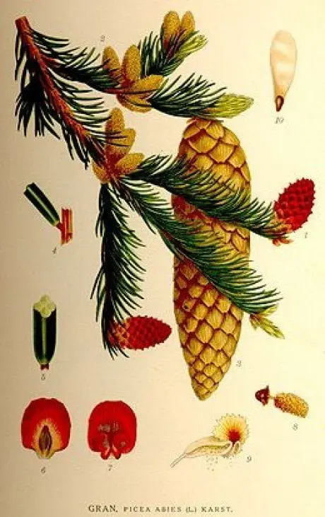 alytausgidas 260px picea abies nf1