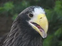 alytausgidas 800px stellers sea eagle 0011