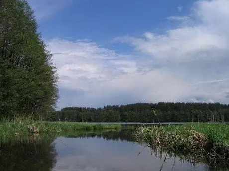 alytausgidas 800px varene varenis1