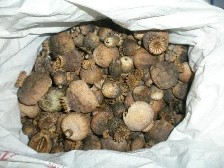 alytausgidas aguon1